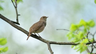 Iran Common Nightingale National Bird