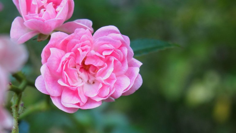 Iran Rose National Flower