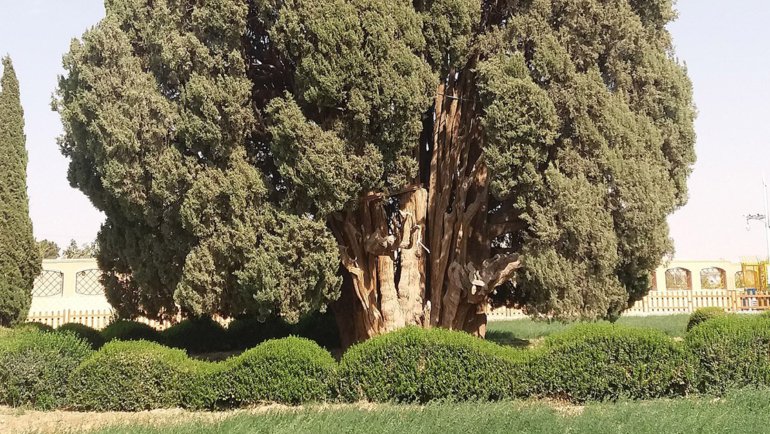 Iran Sarv-e Abarkuh National Tree