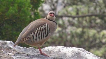 Iraq Chukar national bird