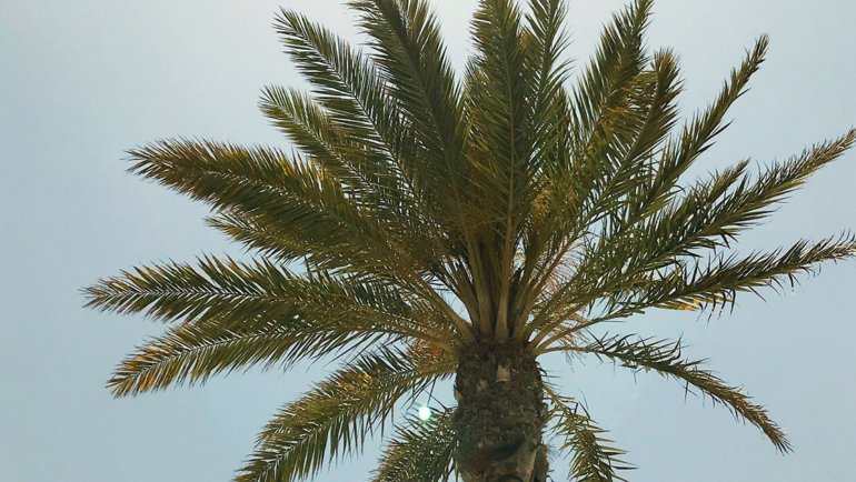 Iraq Date Palm National Tree