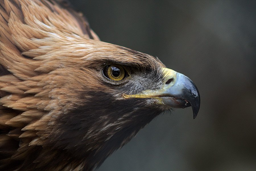 Iraq Golden Eagle