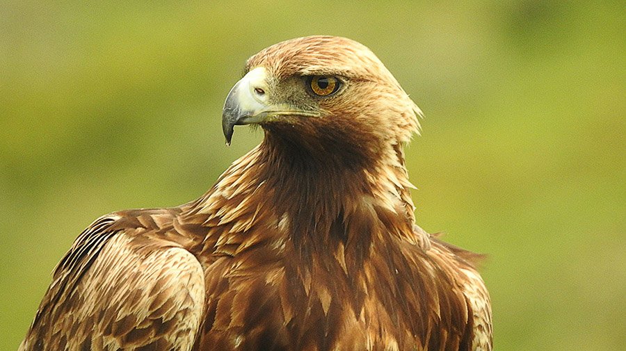 Iraq Golden Eagle