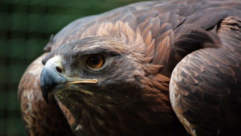 Iraq Golden Eagle national animal