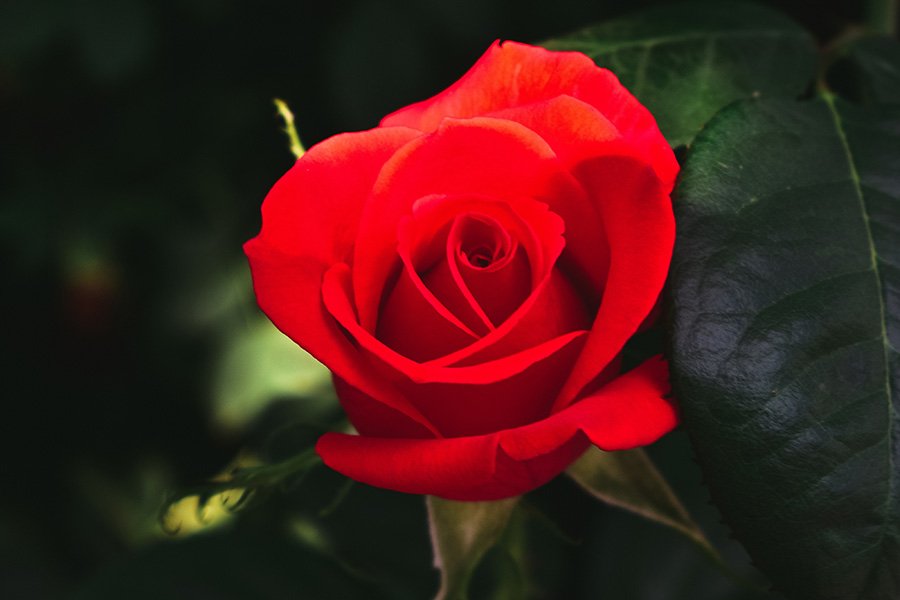 Iraq Red Rose