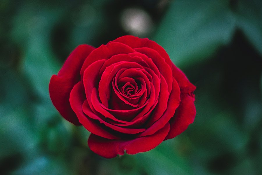 Iraq Red Rose