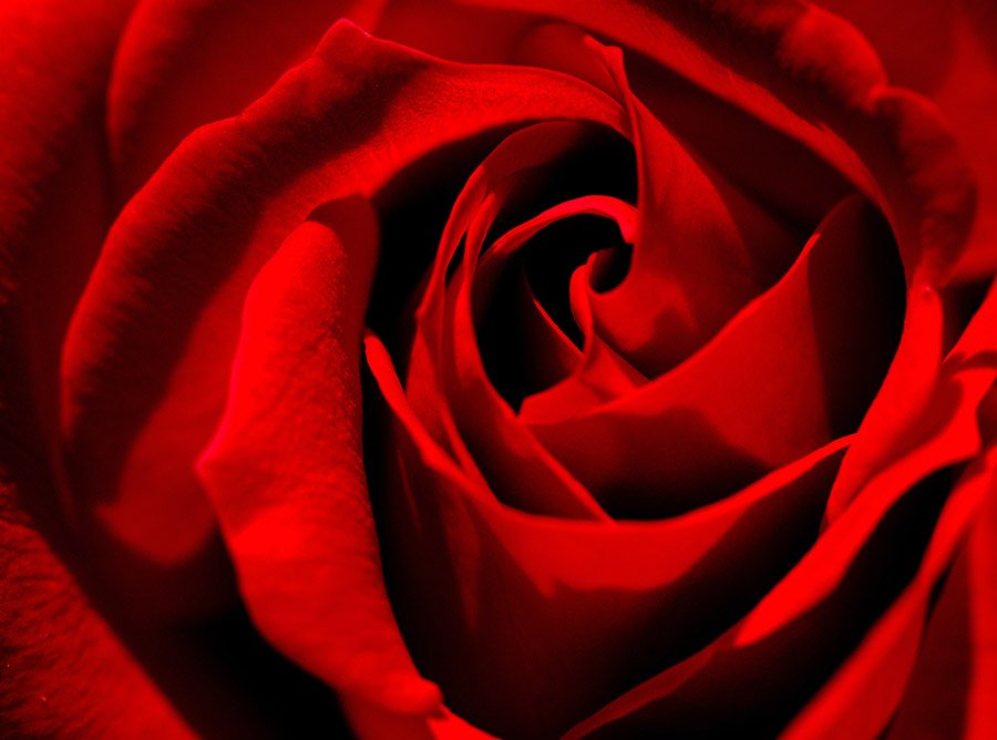 Iraq Red Rose