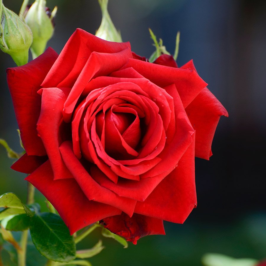 Iraq Red Rose