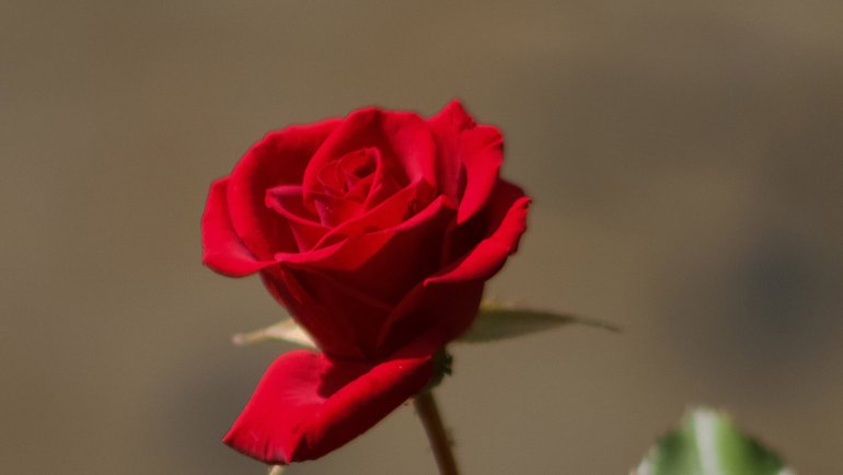 Iraq Red Rose National Flower