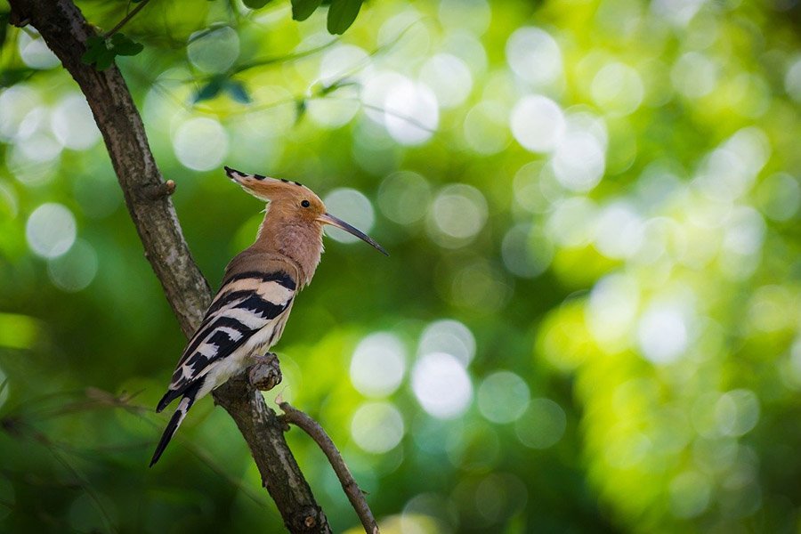 Israel Eurasian Hoopoe