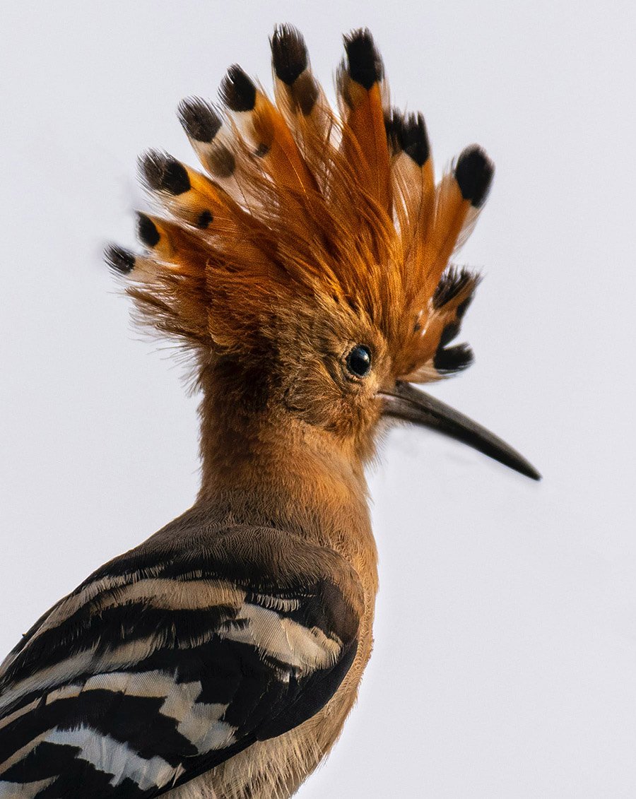 Israel Eurasian Hoopoe