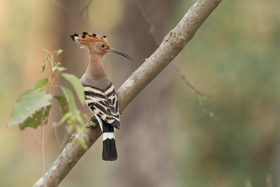 Israel Eurasian Hoopoe