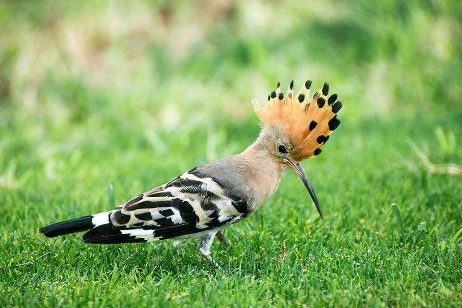 Israel Eurasian Hoopoe