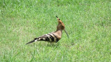 Israel Eurasian Hoopoe National Bird