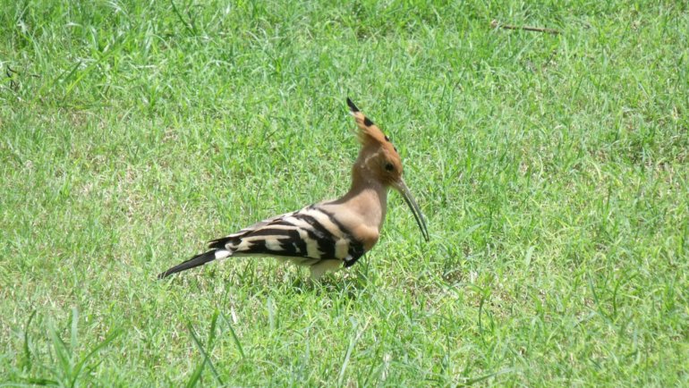 Israel Eurasian Hoopoe National Bird