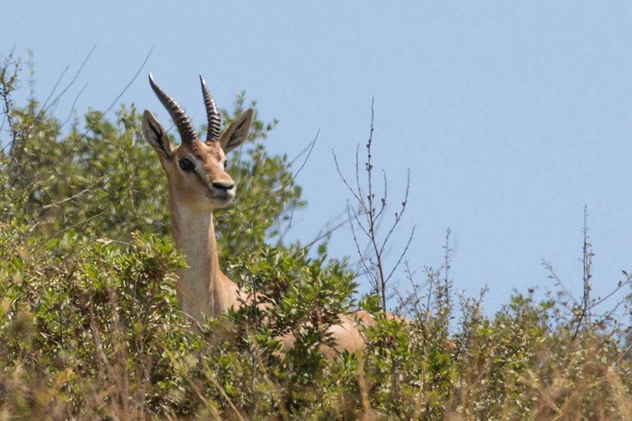 Israel Mountain Gazelle