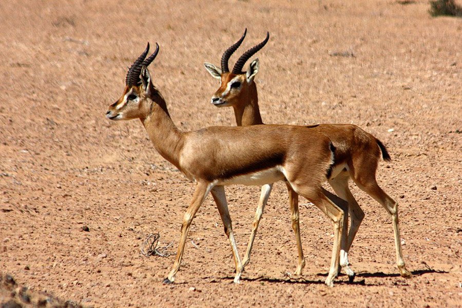 Israel Mountain Gazelle