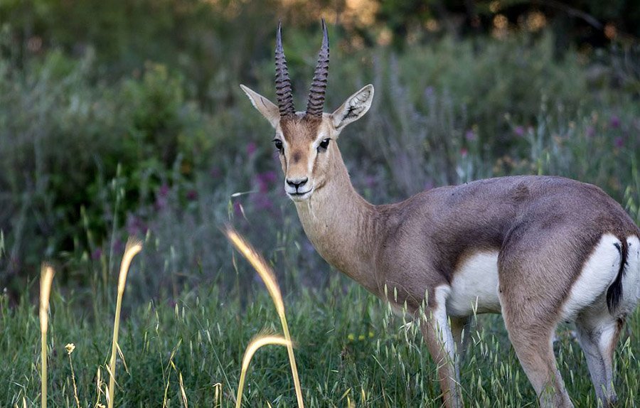 Israel Mountain Gazelle