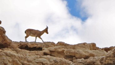 Israel Mountain Gazelle national animal