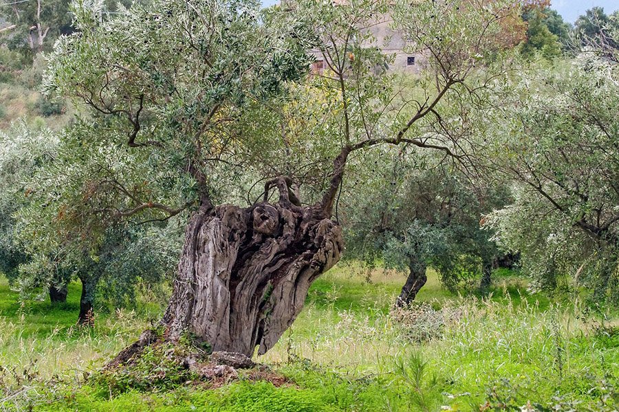 Israel Olive Tree