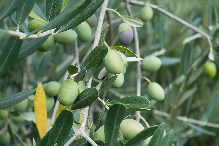 Israel Olive Tree