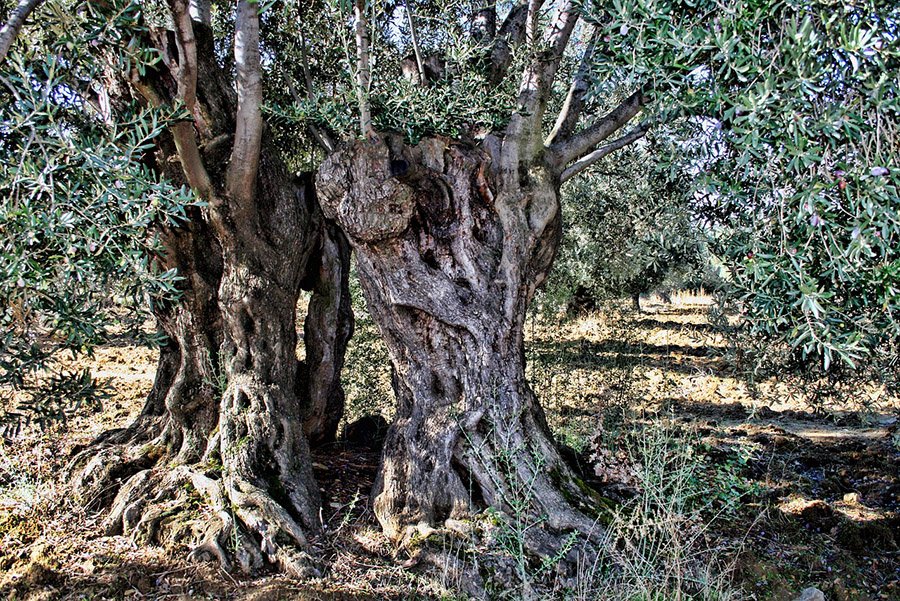 Israel Olive Tree