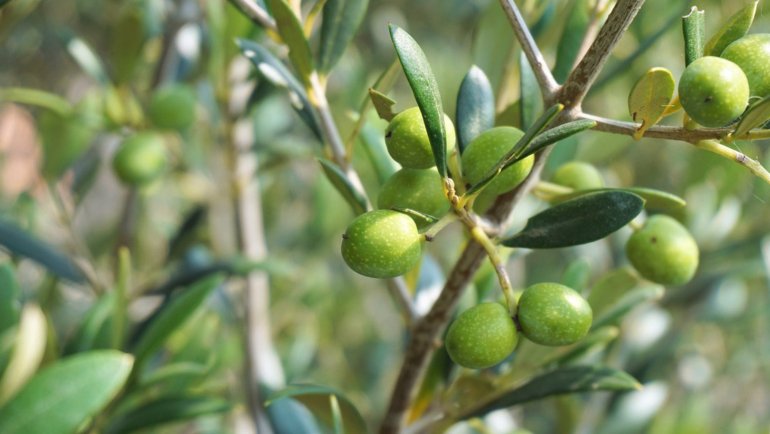 Israel Olive Tree National Tree