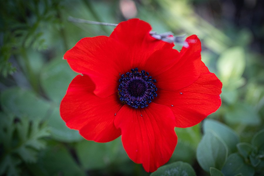 Israel Poppy Anemone