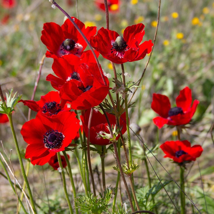 Israel Poppy Anemone