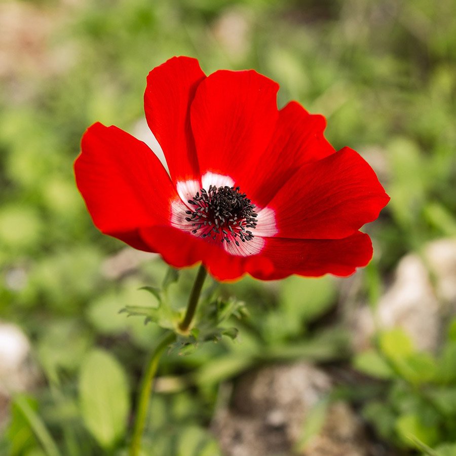 Israel Poppy Anemone