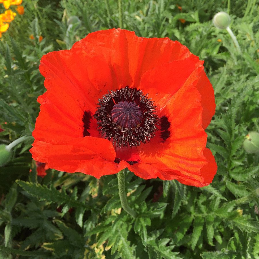 Israel Poppy Anemone