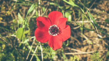 Israel Poppy Anemone National Flower