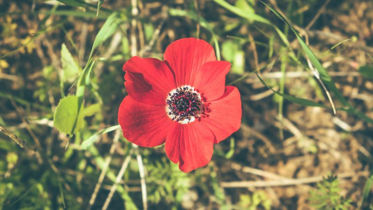 Israel Poppy Anemone National Flower