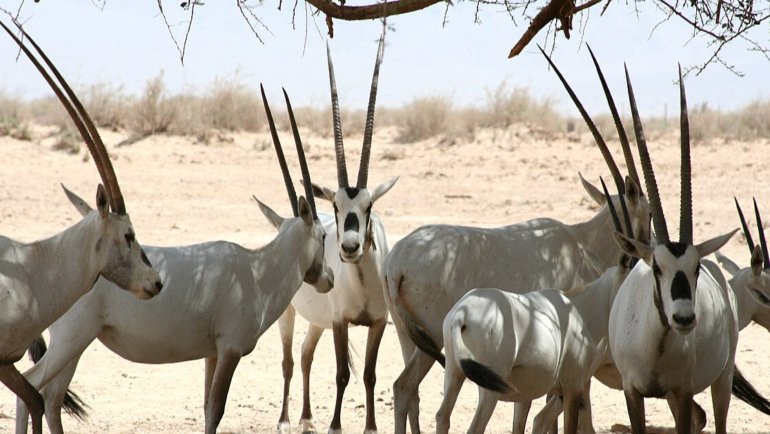 Jordan Arabian Oryx national animal