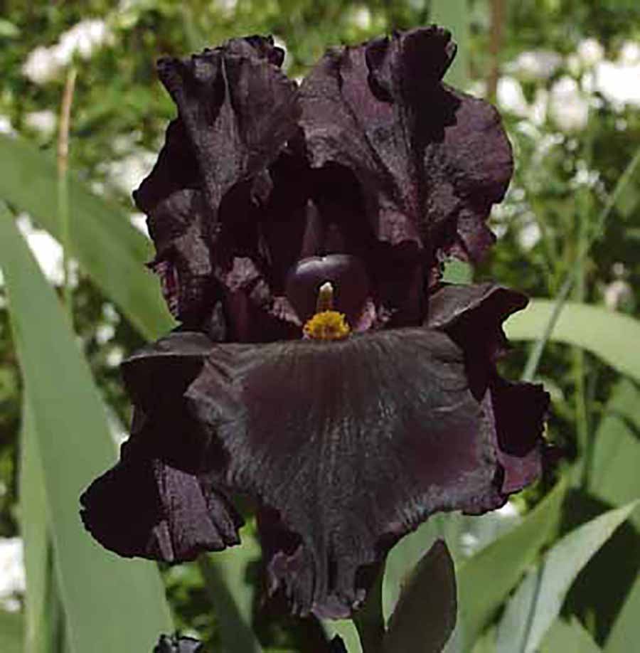 Jordan Black Iris