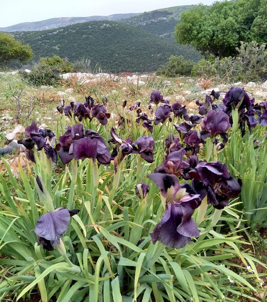 Jordan Black Iris