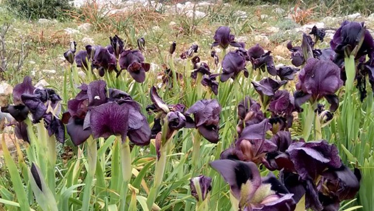 Jordan Black Iris National Flower