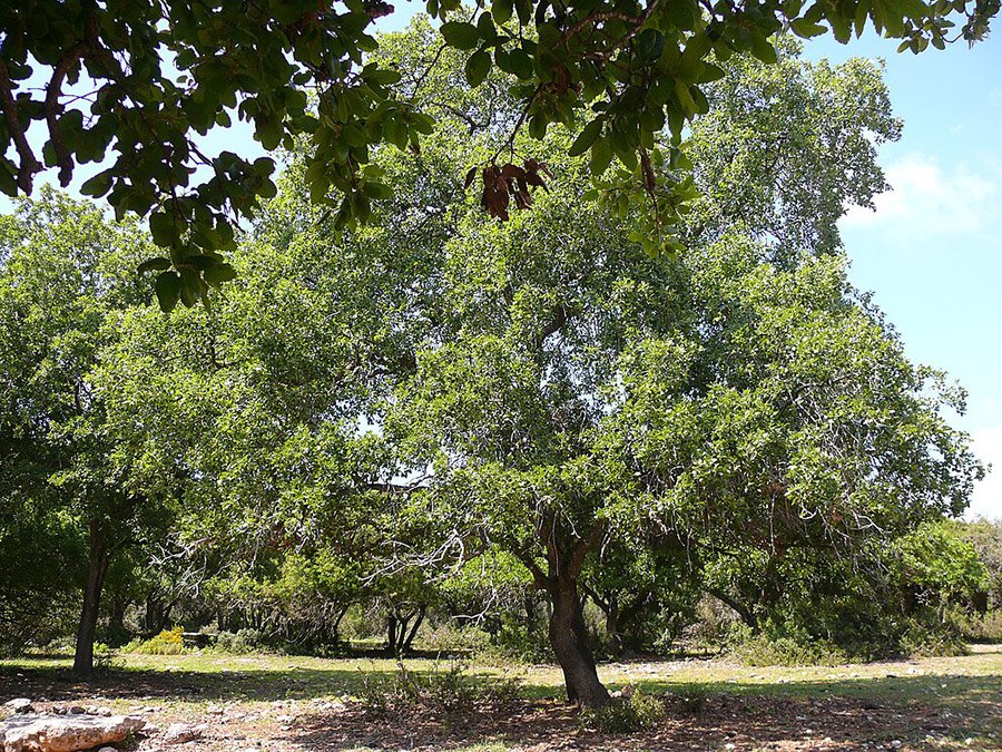 Jordan Oak