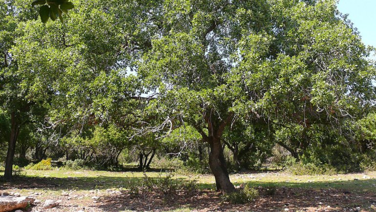 Jordan Oak National Tree