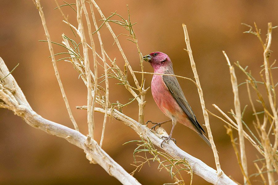 Jordan Sinai Rosefinch