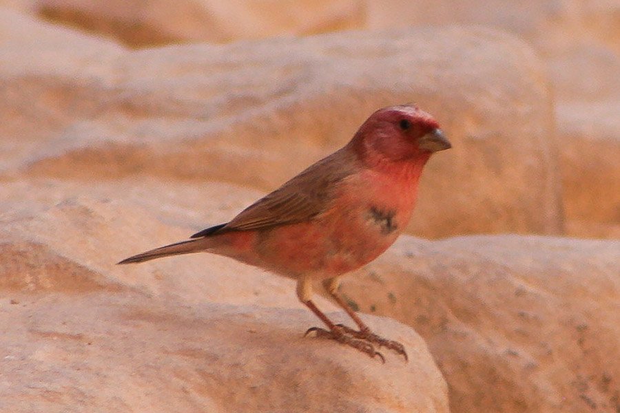 Jordan Sinai Rosefinch