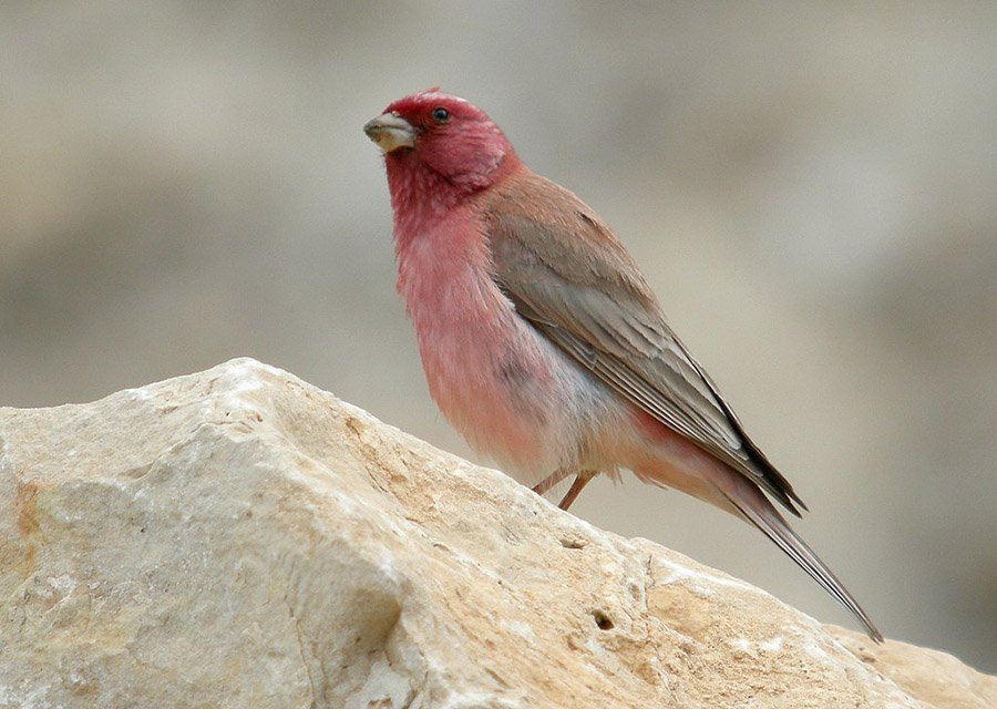 Jordan Sinai Rosefinch