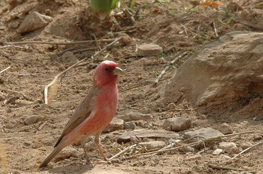 Jordan Sinai Rosefinch