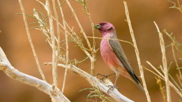 Jordan Sinai Rosefinch National Bird