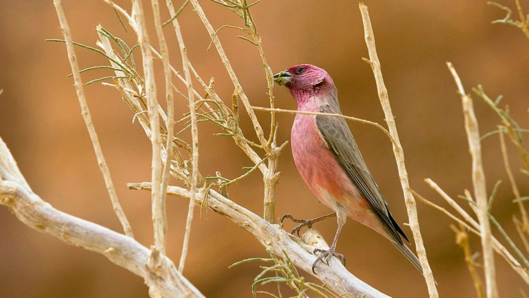 Jordan Sinai Rosefinch National Bird