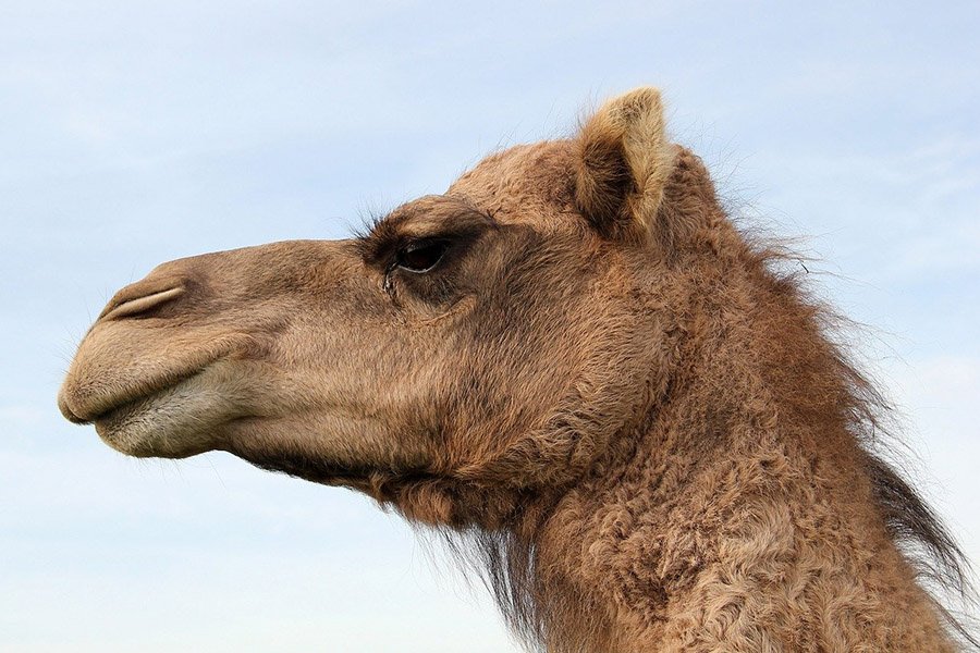 Kuwait Arabian Camel