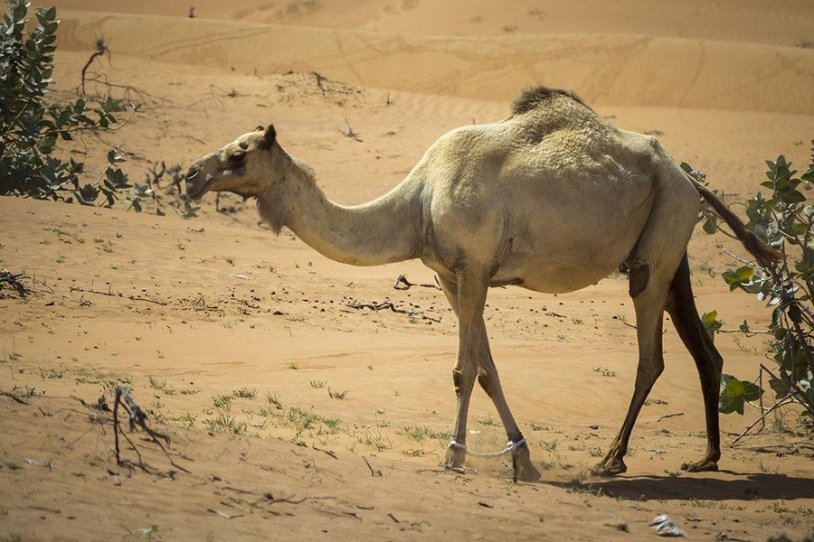 Kuwait Arabian Camel