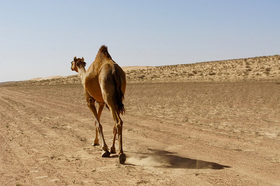 Kuwait Arabian Camel