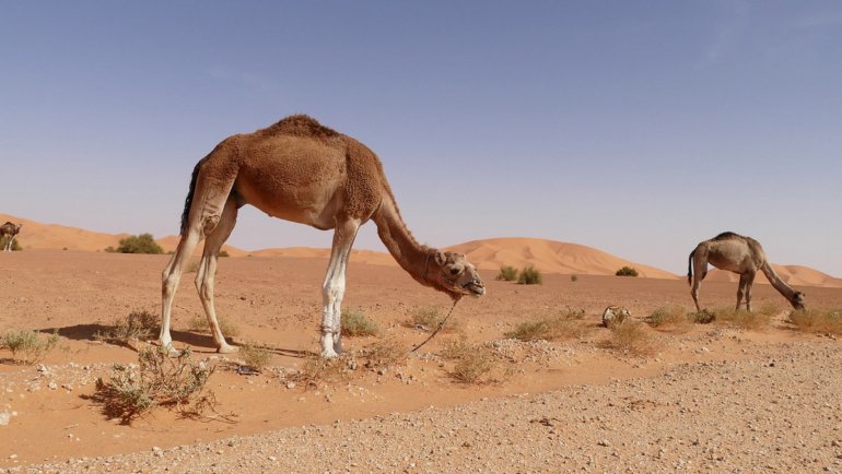 Kuwait Arabian Camel national animal