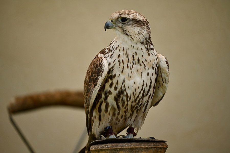 Kuwait Saker Falcon